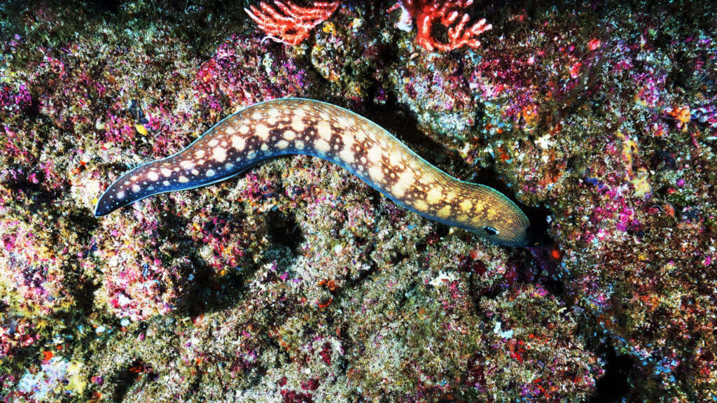 Yellow patterned eel swimming over vibrant colorful coral reef textured underwater scene wallpaper