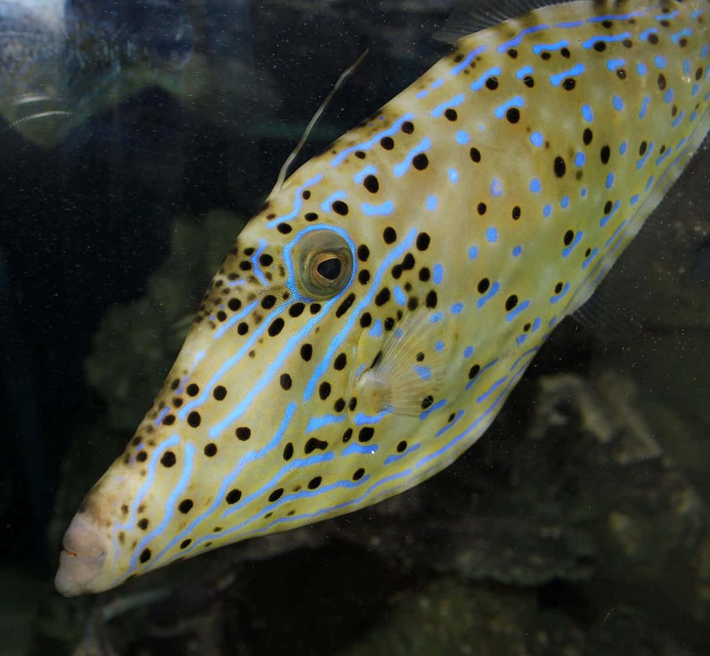 Close-up of vibrant yellow Filefish with black spots and blue lines in dark marine background Wallpaper