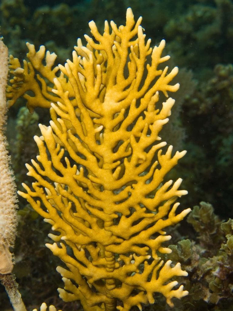 Bright yellow fire coral Millepora underwater vibrant reef high-resolution marine wallpaper background