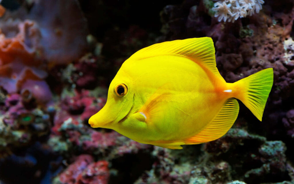 Vibrant Yellow Fish Amidst Colorful Coral Reef Wallpaper Background