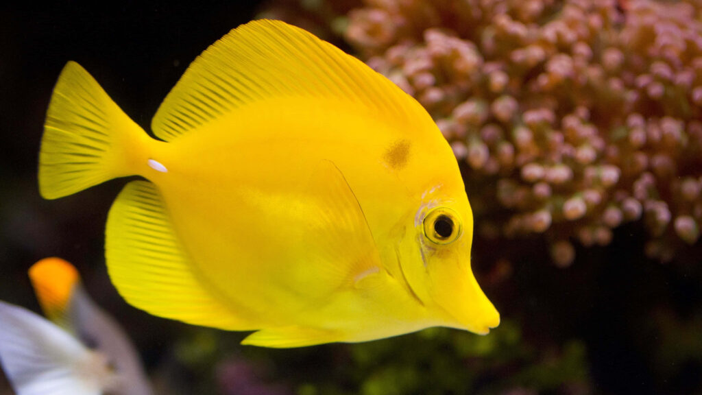 Vibrant Yellow Fish Wallpaper: Graceful Coral Reef Background
