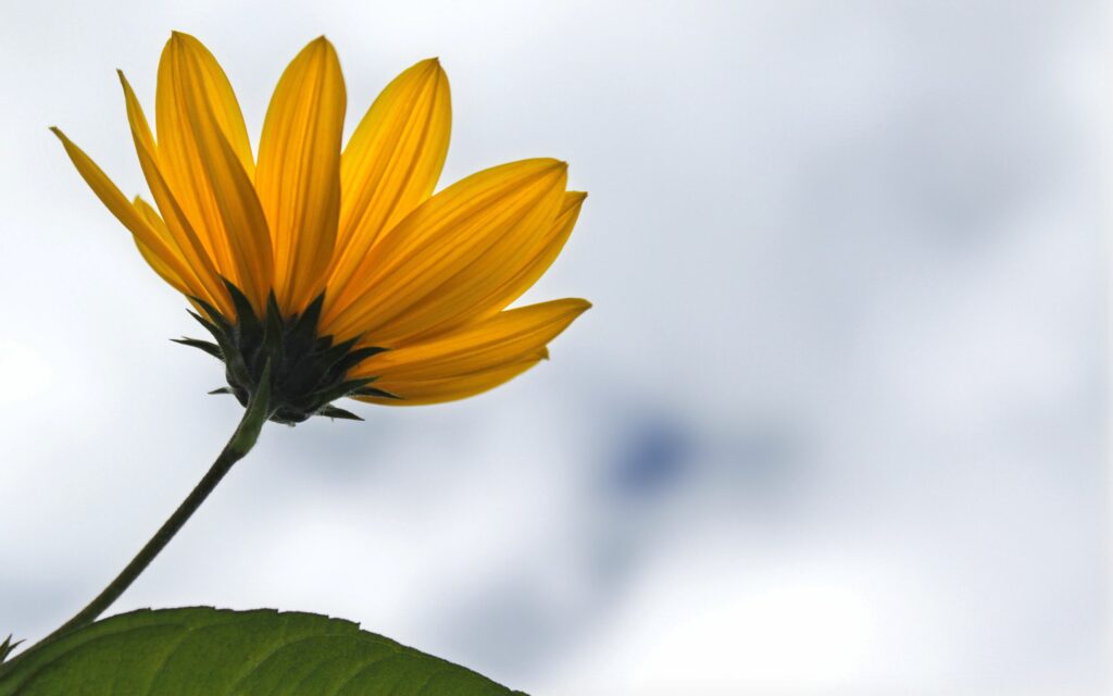 Vibrant Yellow Flower Wallpaper: Natural Beauty Against Cloudy Sky