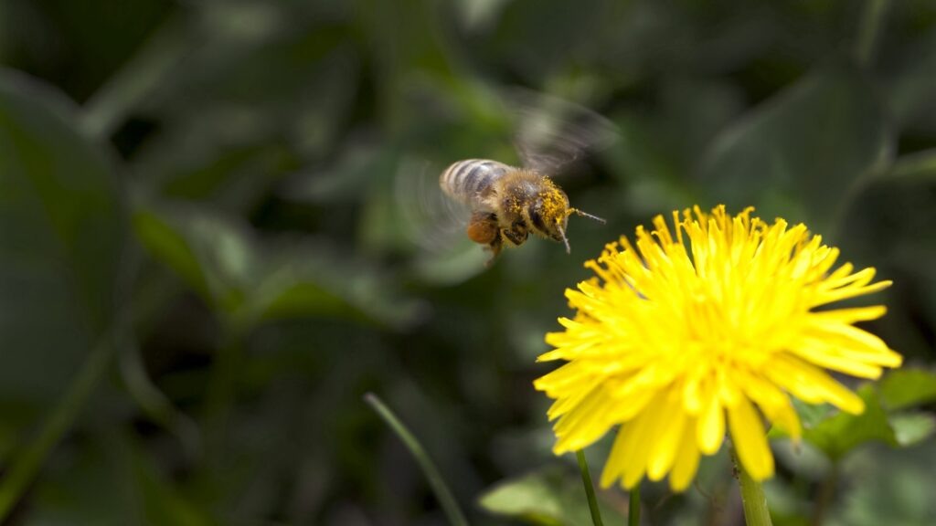 Vibrant Yellow Flower and Bee Wallpaper on Soft Green Background