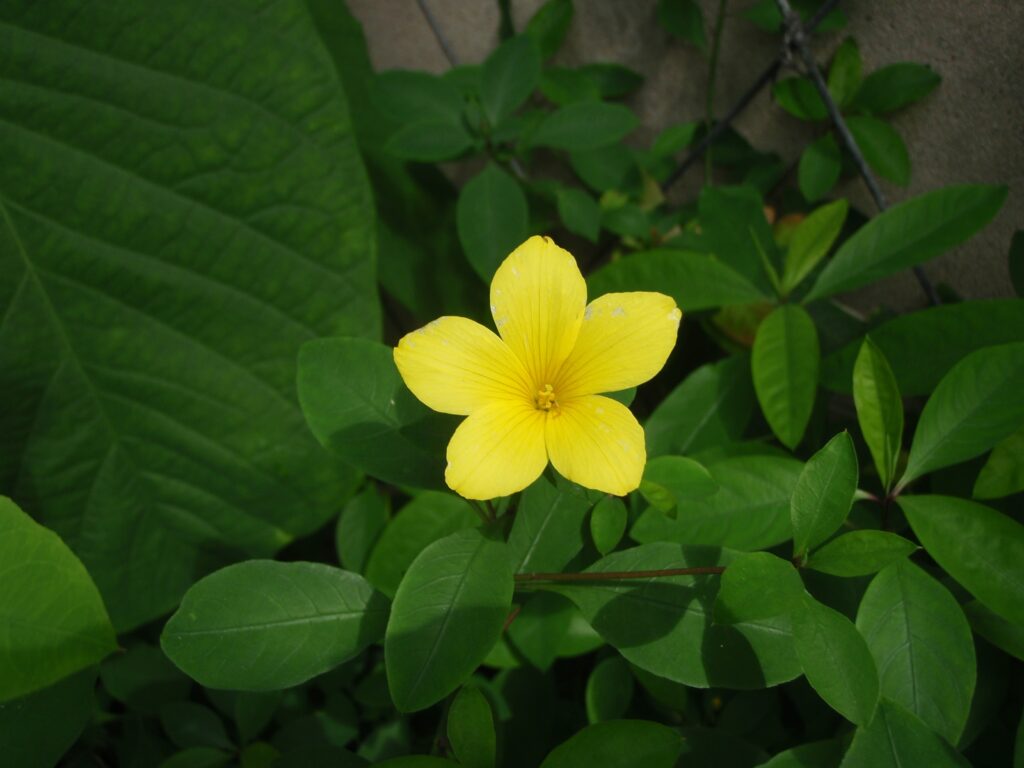 Vibrant yellow flower blooming among green leaves and herbs with soft sunlight outdoors Wallpaper