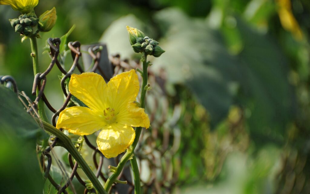 Vibrant Yellow Flower Blooms Against Metal Mesh Fence Wallpaper