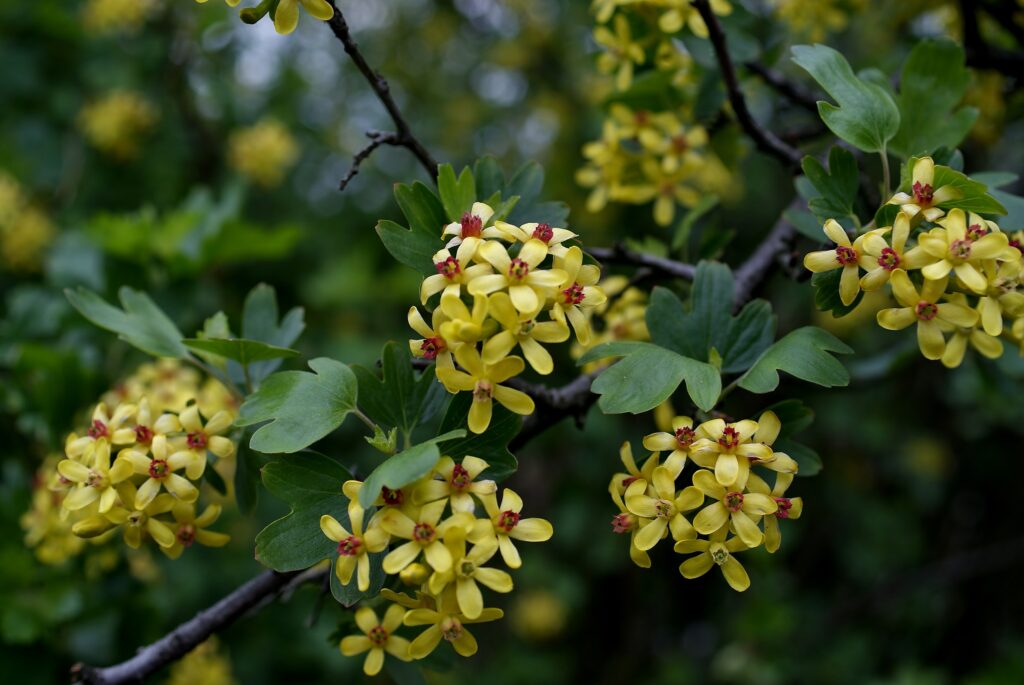 Vibrant branch with yellow flowers and green leaves on soft blurred natural botanical wallpaper background