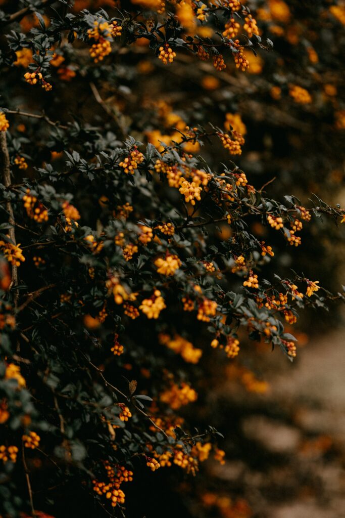 Vibrant Yellow Flowered Branches Macro Wallpaper Background
