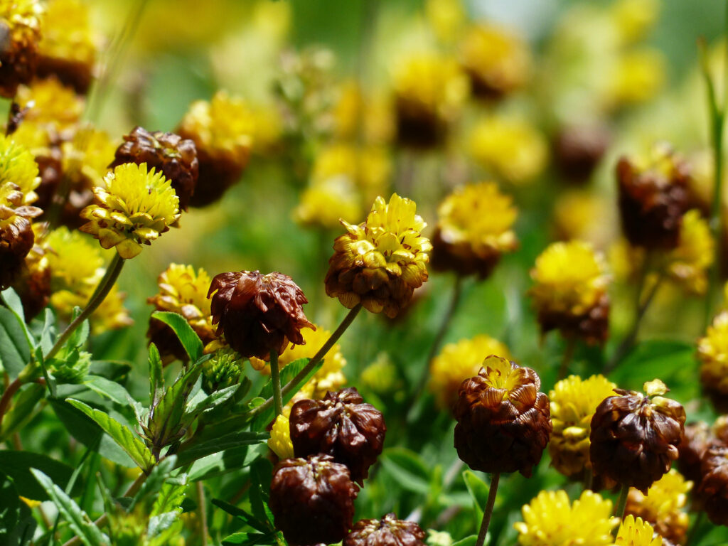 Vibrant Yellow Flower Buds on Lush Green Foliage - Nature Background Wallpaper