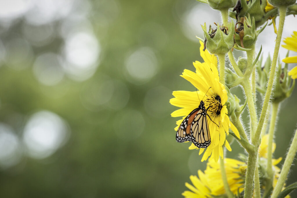 Vibrant Butterfly on Yellow Flower: Serene Nature Wallpaper