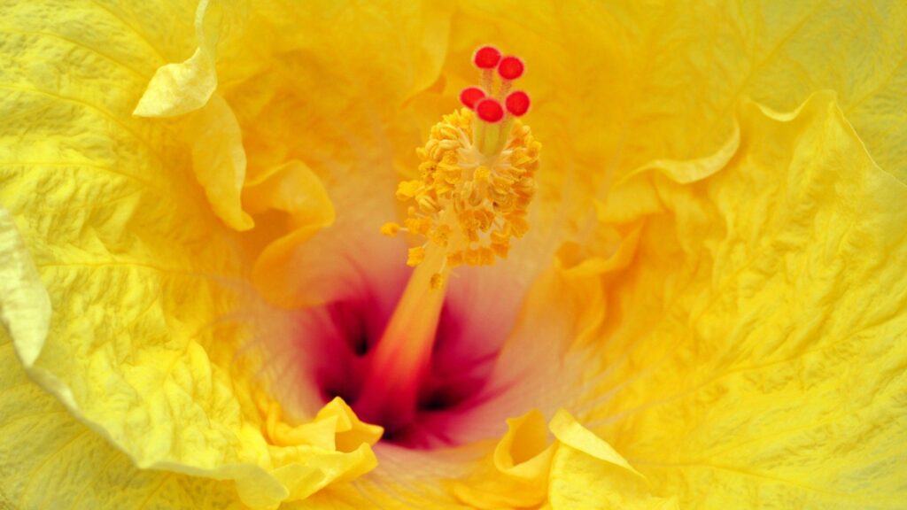 Vibrant Yellow Flower Close-Up: Delicate Petals & Red Hues Wallpaper