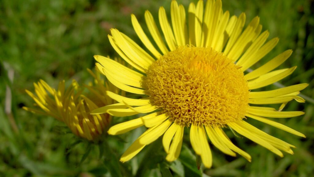Bright Yellow Flower in Bloom: Vibrant Floral Wallpaper Background