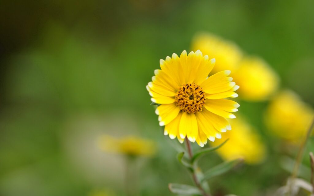 Vibrant Yellow Flower Macro - Stunning Wallpaper Background