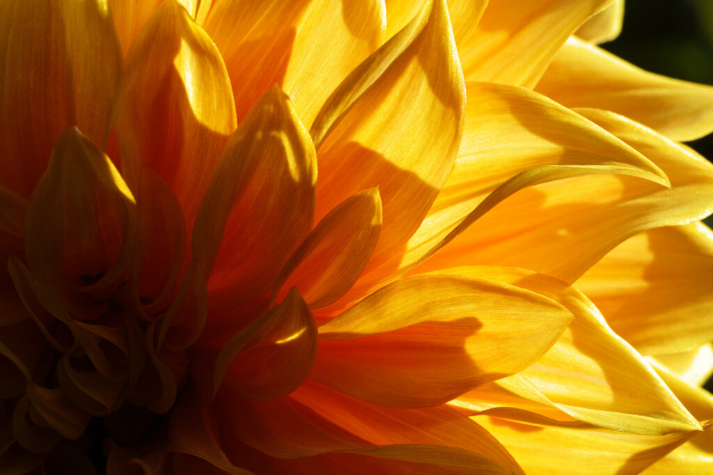 Close-Up Macro of a Vibrant Yellow Flower - Soft Light Wallpaper