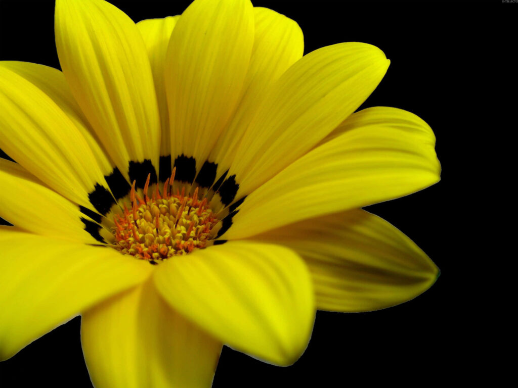 Vibrant Yellow Flower Close-Up on Black Background: Intricate Beauty Wallpaper