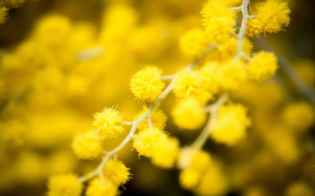 Dreamy Yellow Flower Close-Up Wallpaper: Soft & Uplifting Background