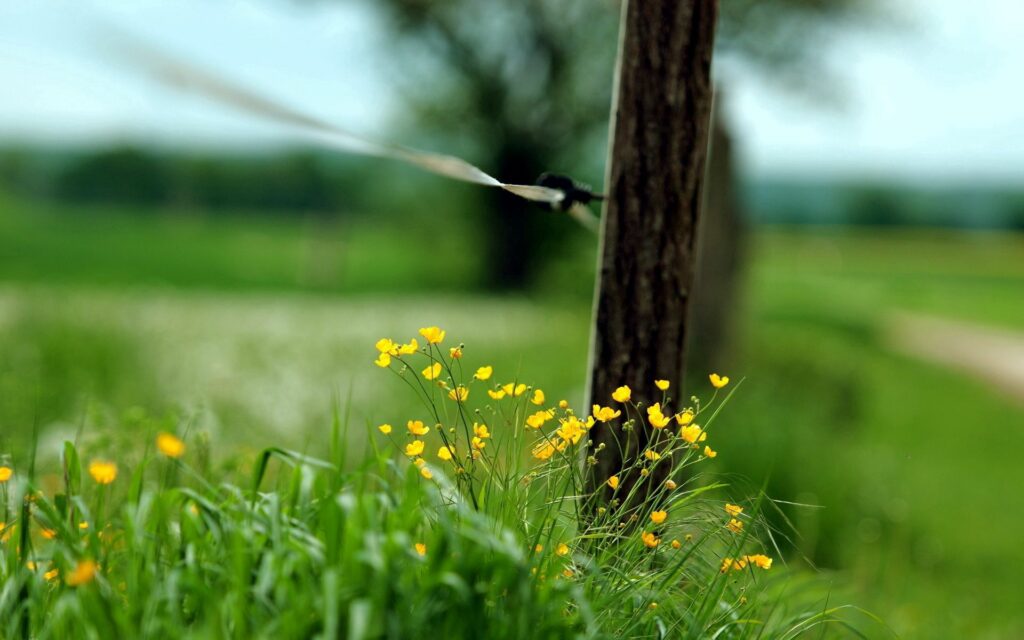 Vibrant Yellow Flowers by Rustic Fence - Serene Wallpaper Background