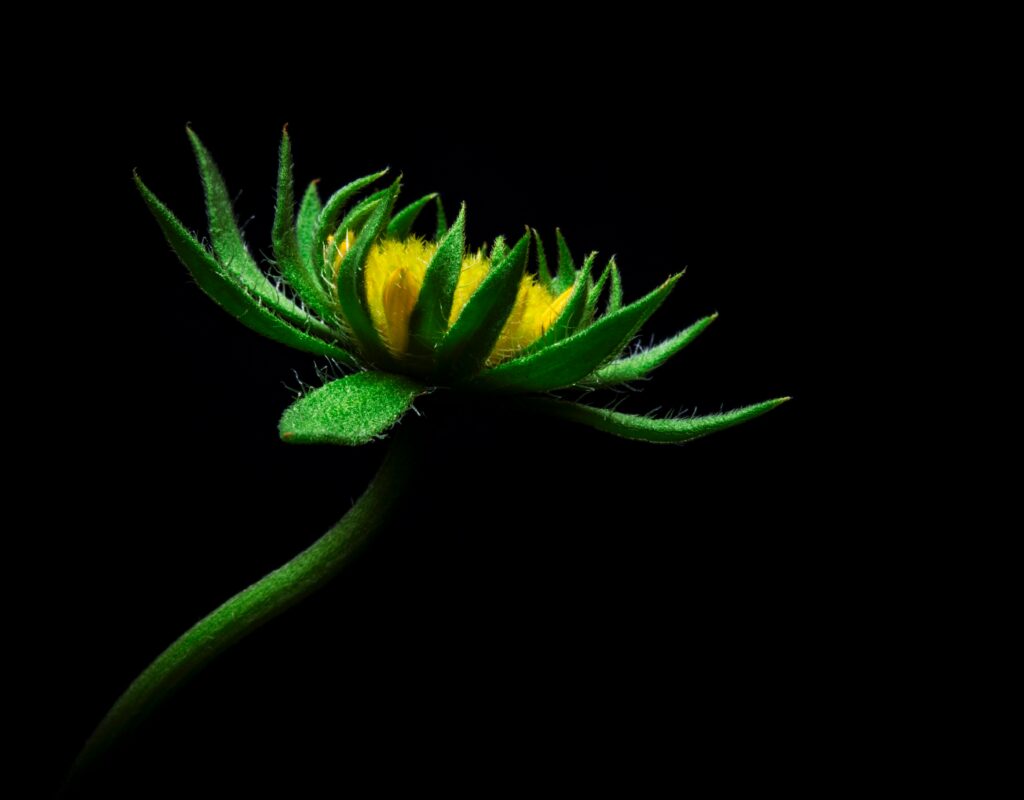 Vibrant Yellow Budding Flower on Black Background - Close-Up Wallpaper