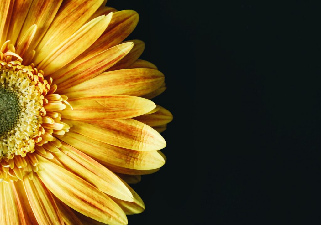 Vibrant Yellow Flower Close-Up with Dark Background Contrast Wallpaper