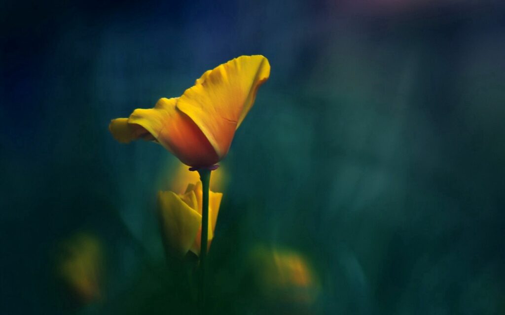 Vibrant Yellow Flower Close-Up on Dark Green Background Wallpaper