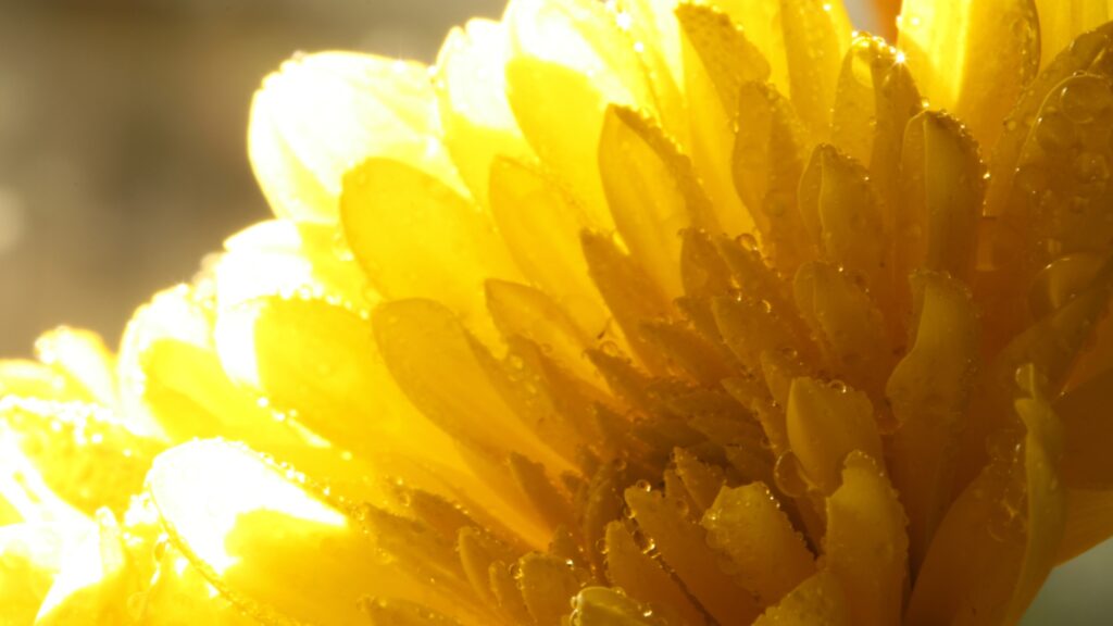 Vibrant Yellow Flower Close-Up: Water Droplets in Sunlight Wallpaper