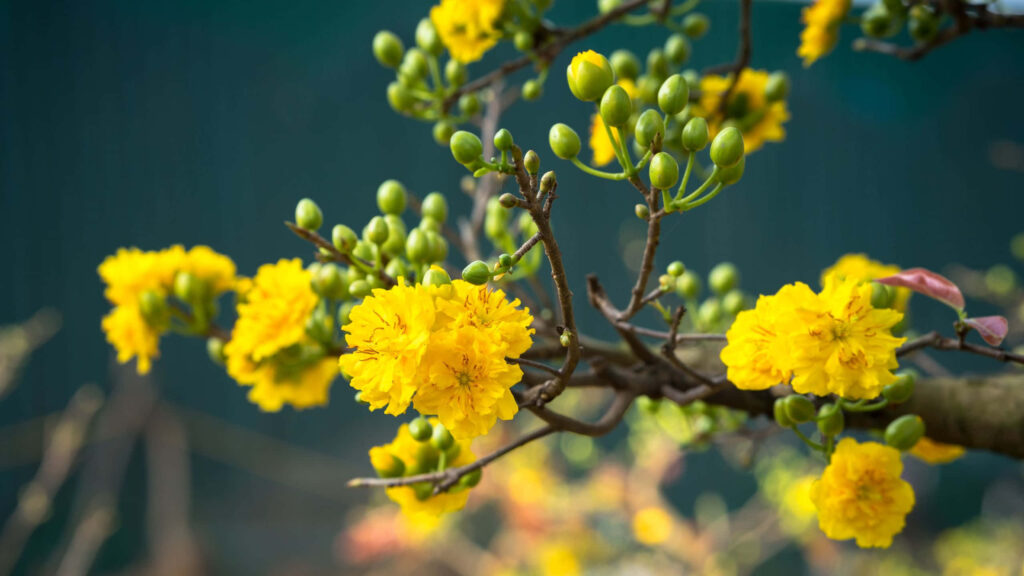 Vibrant Yellow Flower Desktop Wallpaper - Nature-Inspired Background