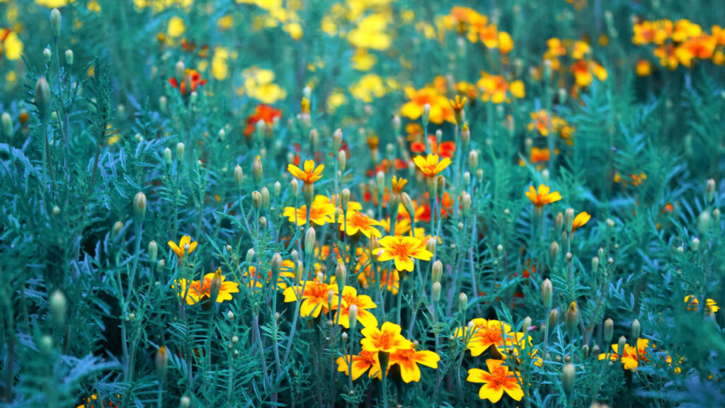 Vibrant Yellow Flower Desktop Wallpaper Against Lush Green Foliage