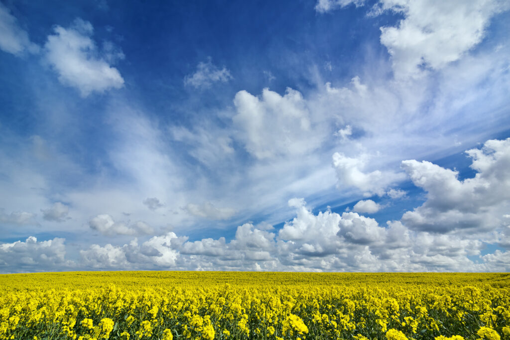 Vibrant yellow flower field under vast blue sky with fluffy white clouds peaceful nature wallpaper