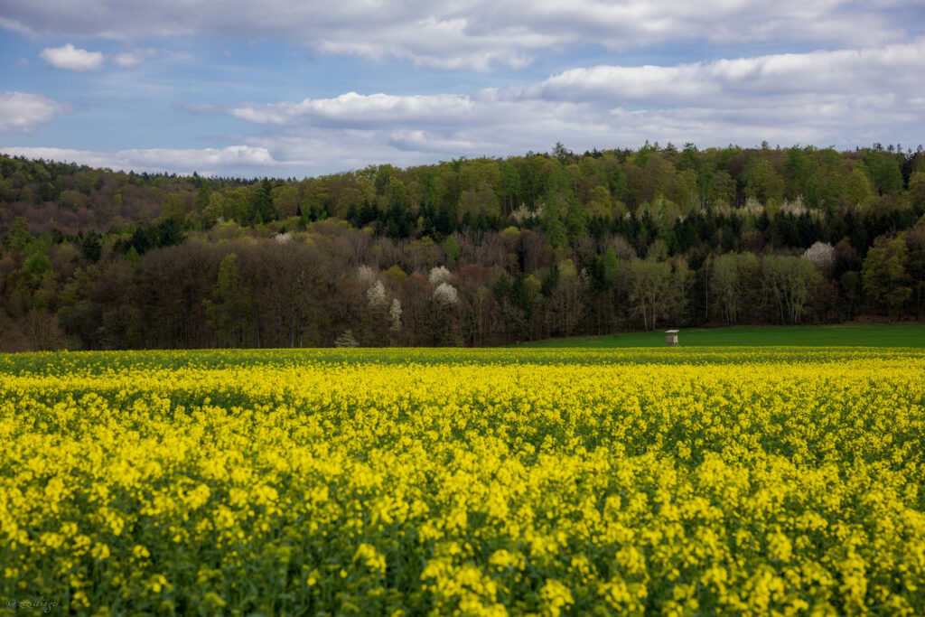 Vibrant yellow flower field with dense green forest under dramatic cloudy sky nature wallpaper