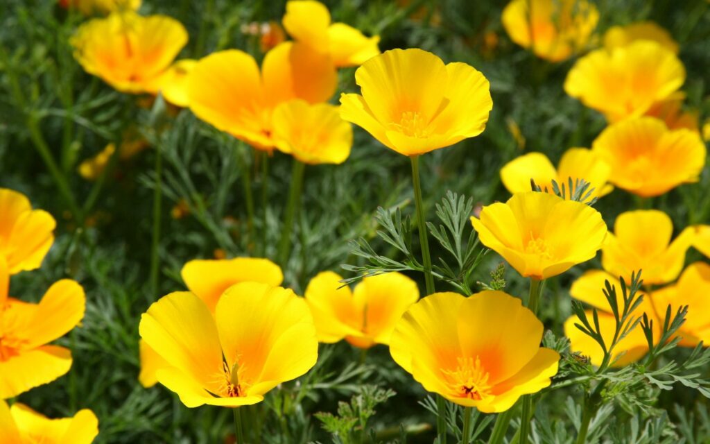 Vibrant Yellow Flower Field Wallpaper - Lush Green Natural Scene