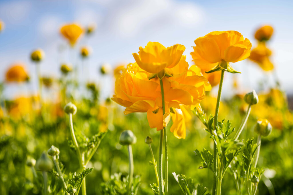 Sunlit Field of Blooming Yellow Flowers: Serene Blue Sky Background Wallpaper