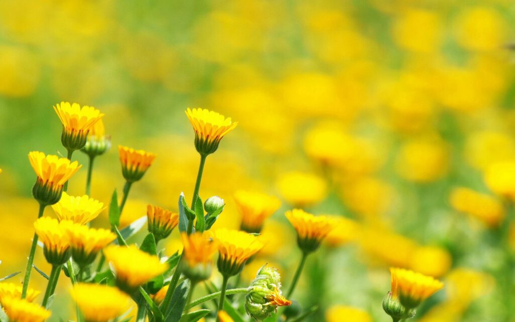 Vibrant Yellow Flower Wallpaper with Soft Sunlit Background