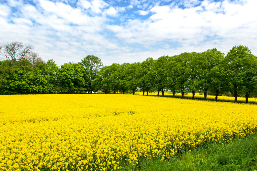 Vibrant yellow flower field with green trees under bright blue sky and scattered white clouds spring background Wallpaper