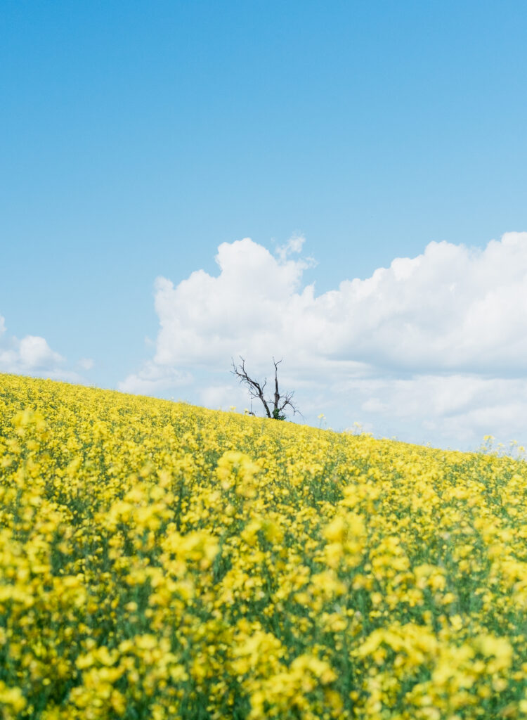 Vibrant yellow flower field under blue sky with soft clouds and solitary dry tree distant landscape Wallpaper