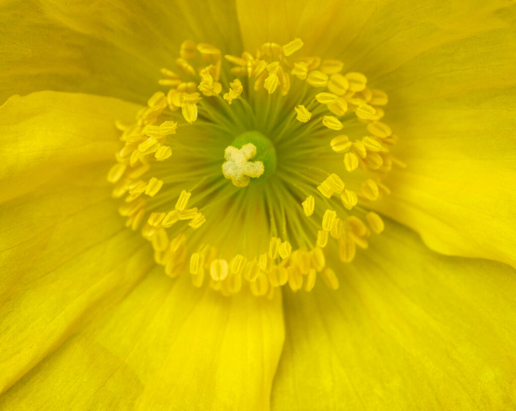 Stunning Yellow Flower Macro: Intricate Petals & Pollen Wallpaper