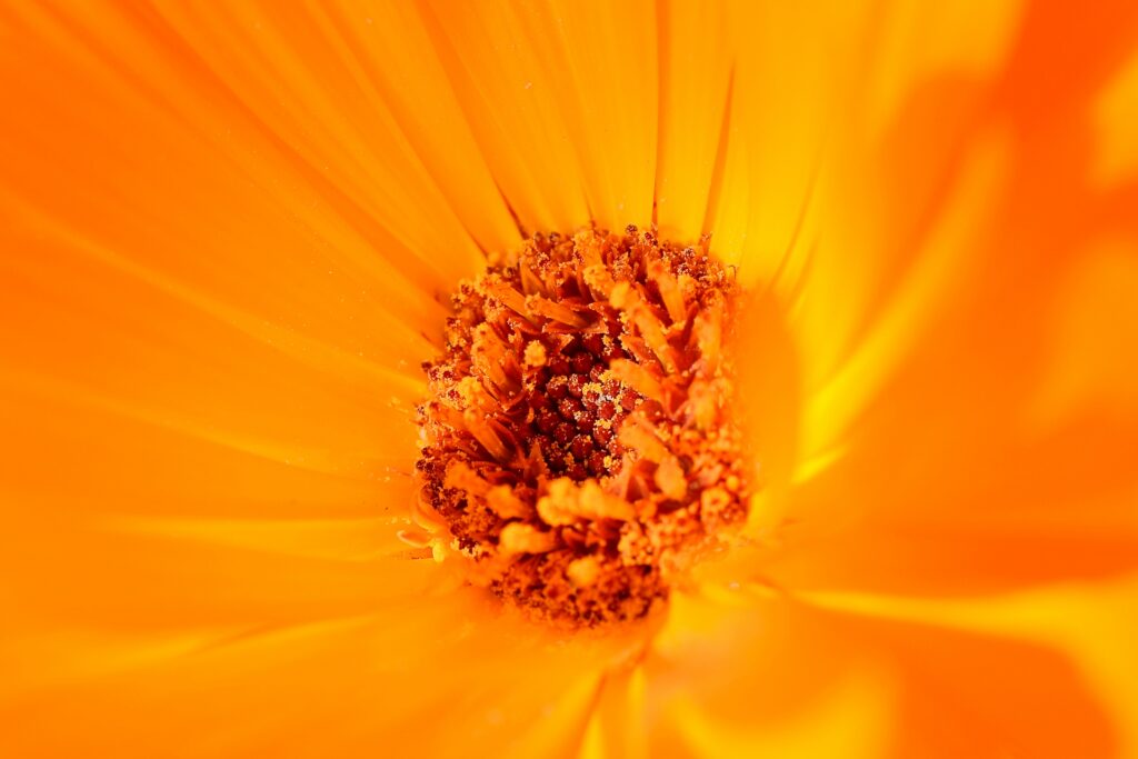 Vibrant Yellow Flower Macro: Detailed Pollen Close-Up Wallpaper