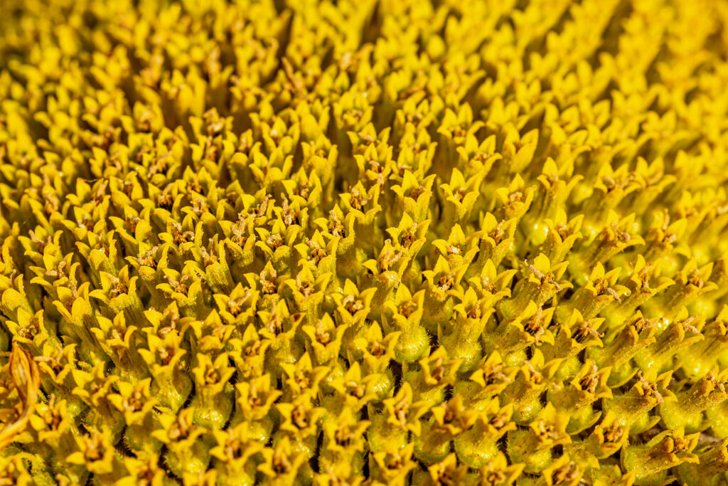 Vibrant Yellow Flower Macro: Intricate Pollen & Texture Wallpaper