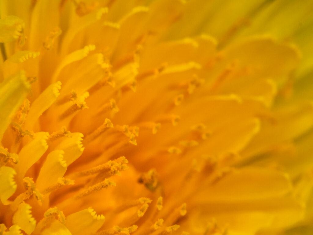 Vibrant Yellow Flower Macro: Intricate Petals & Stamens Wallpaper