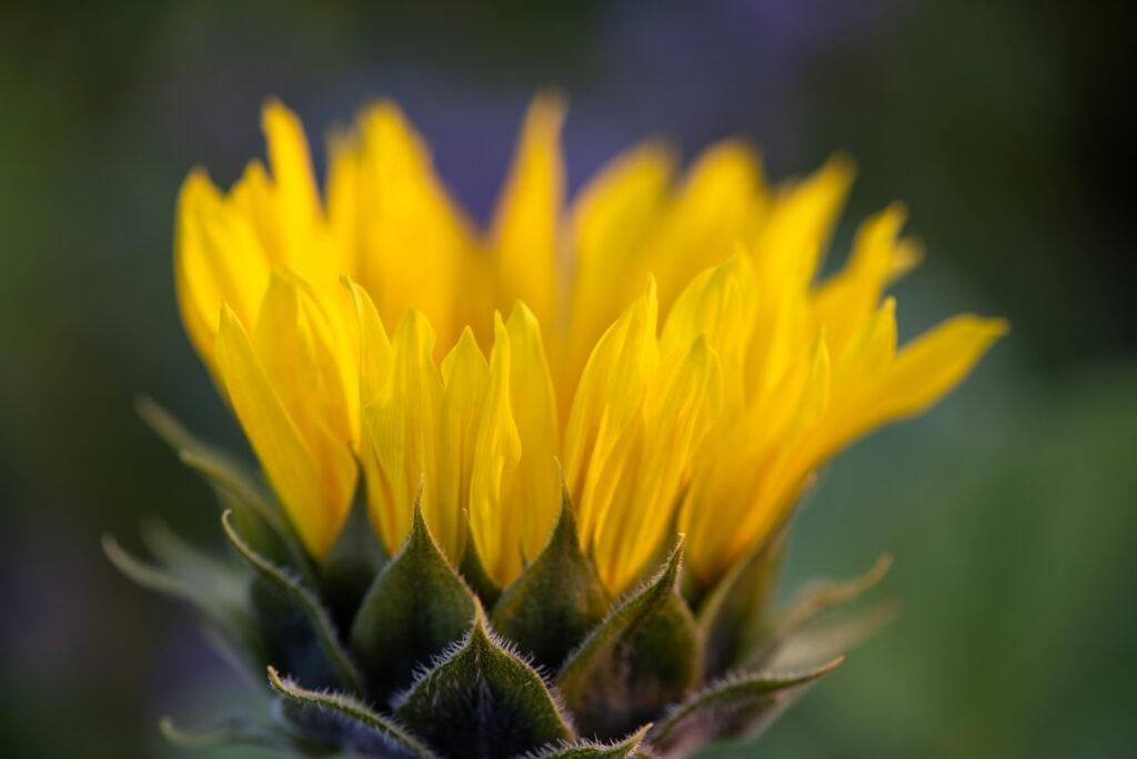 Vibrant Yellow Flower Macro Close-Up - Stunning Wallpaper Background