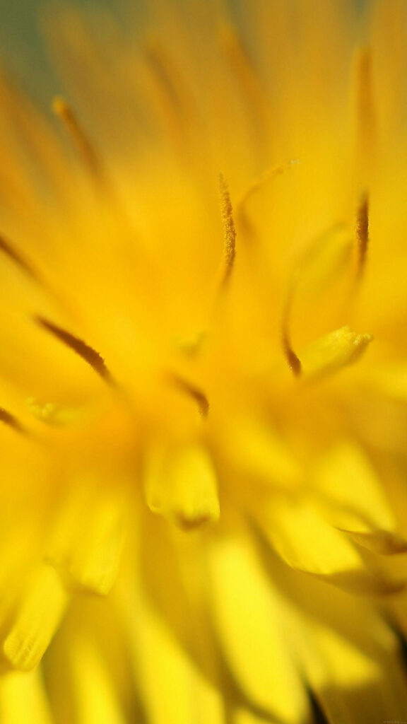 Vibrant Yellow Flower Macro Wallpaper - Stunning Petal Details