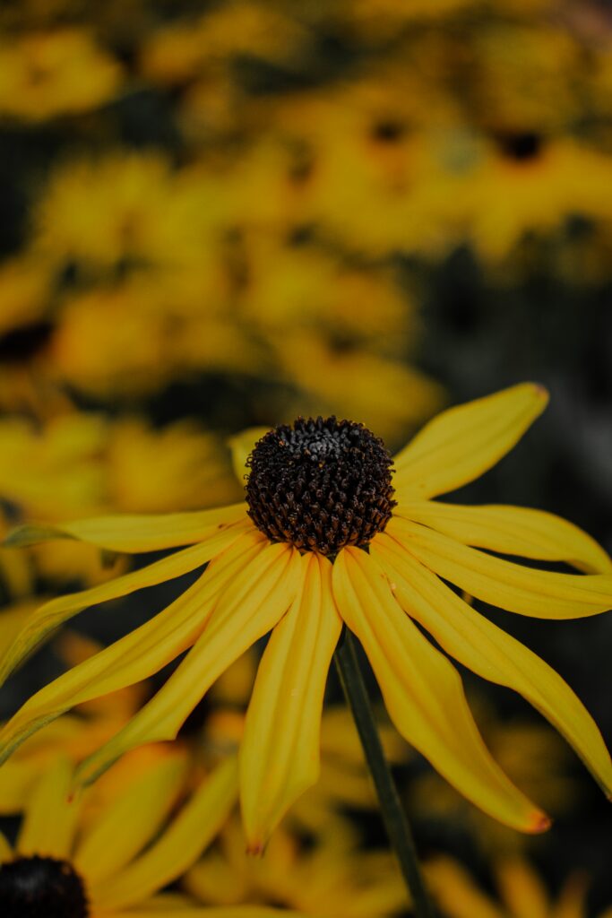 Macro Close-Up of a Vibrant Yellow Flower - Beautiful Wallpaper