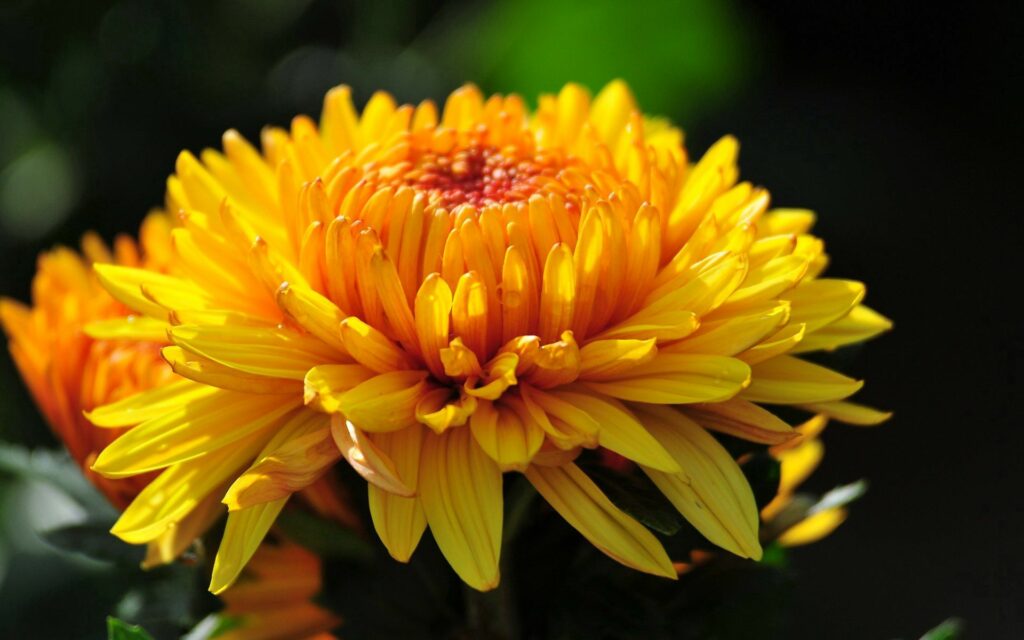 Vibrant Yellow Flower Macro: Stunning Petals & Buds Wallpaper