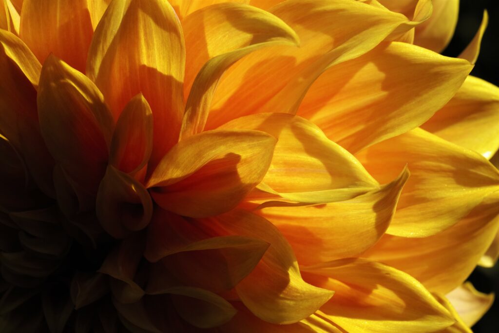 Vibrant Yellow Flower Macro Wallpaper: Stunning Light & Shadows