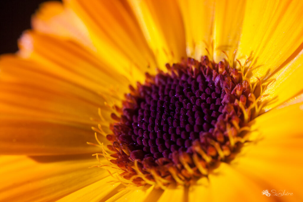 Vivid Yellow Petal Flower Macro - Stunning Wallpaper Background