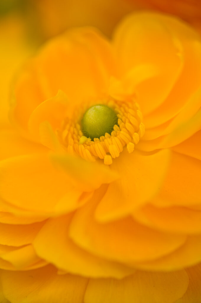 Vibrant Yellow Flower Macro: Intricate Petals & Green Center Wallpaper