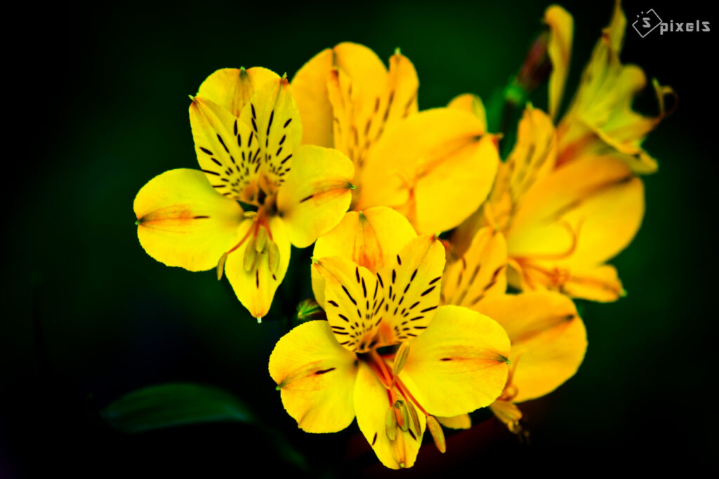 Vibrant Yellow Flower Macro Wallpaper: Stunning Floral Background