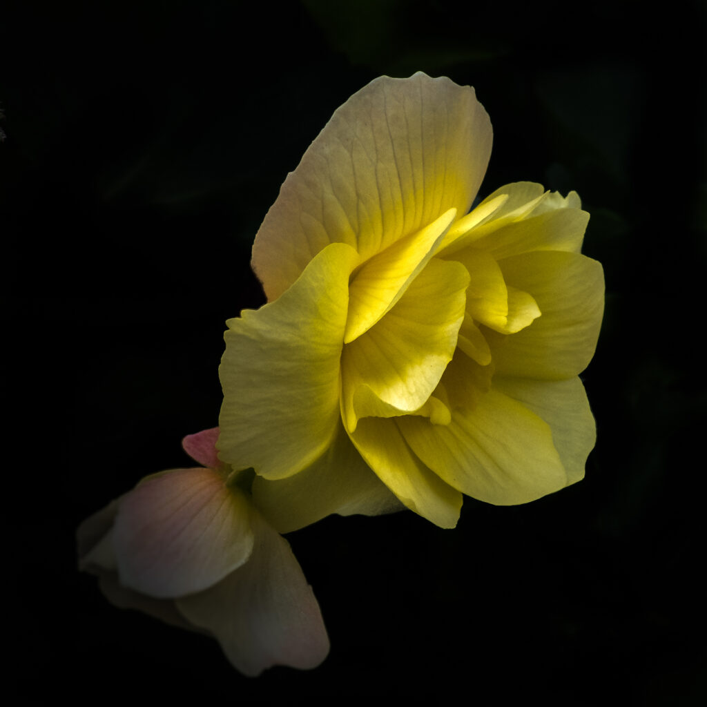 Vibrant Yellow Flower Macro Wallpaper on Minimalist Dark Background