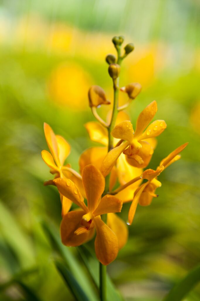 Vibrant Yellow Flower Macro with Water Droplets - Nature Wallpaper