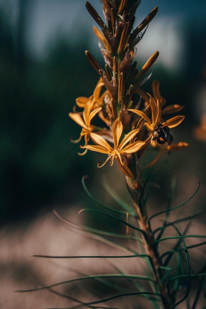 Vibrant Yellow Flower & Bumblebee Macro Shot Wallpaper Background
