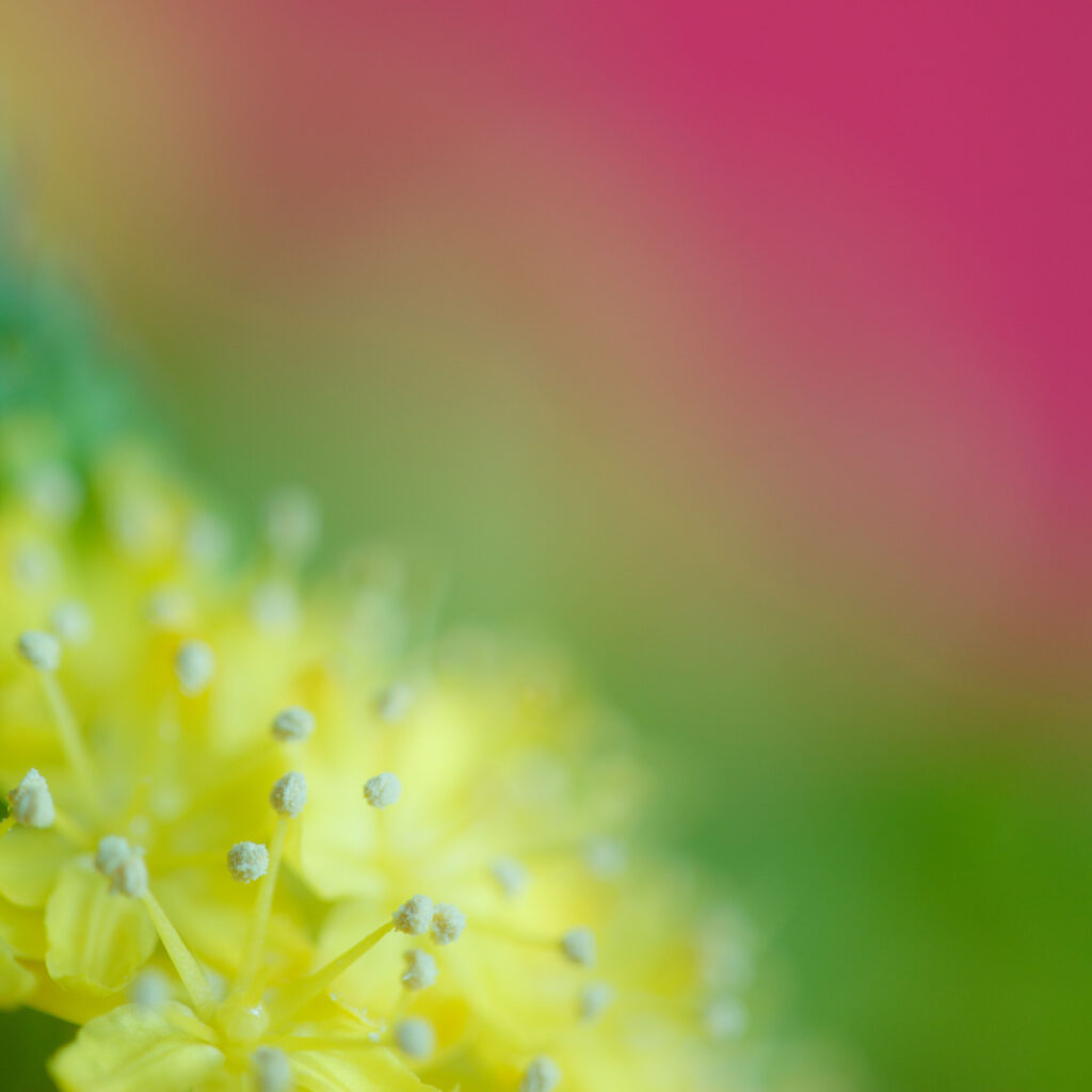Vibrant Macro Flower Wallpaper: Yellow Pollen & Blurred Green Pink