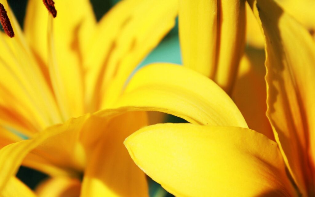 Close-Up Yellow Flower Petals Wallpaper: Vibrant Texture and Depth
